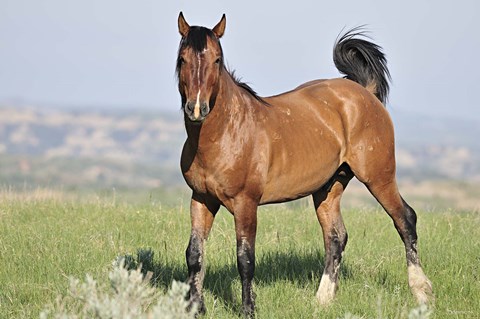 Framed Wildhorses 25 Print