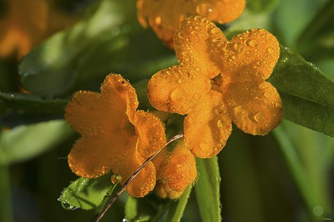 Framed Orange Blossomed Flowers And Dew Print