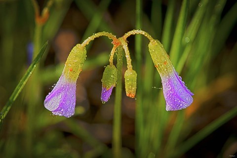 Framed Purple Wildflowers After Rain Print