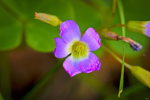 Framed Bloomed Wild Purple Flower Print