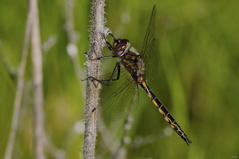 Framed Dragonfly Black And Yellow On Stem Print