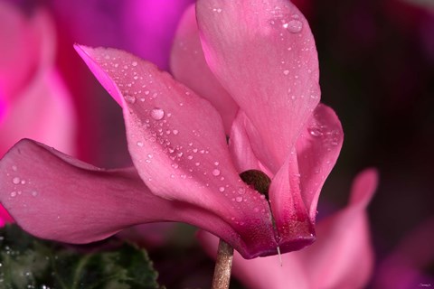 Framed Pink Cyclamen Flower Blooming Print