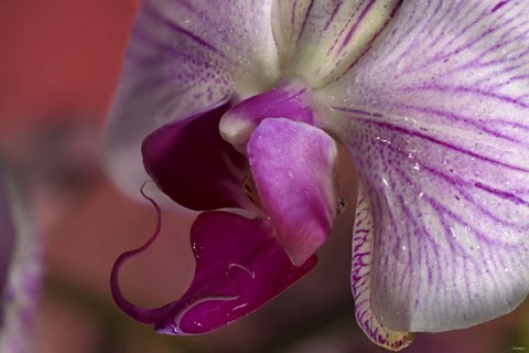 Framed Purple And White Spotted Flower Closeup II Print