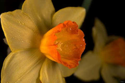 Framed Orange And Yellow Flower Side View Print