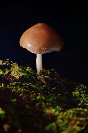 Framed Red Mushroom And Green Moss Print