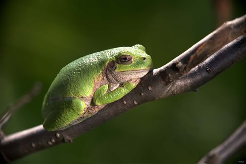 Framed Green Frog On Tree Branch Print