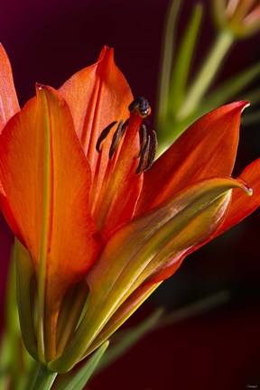 Framed Red And Black Lily Print