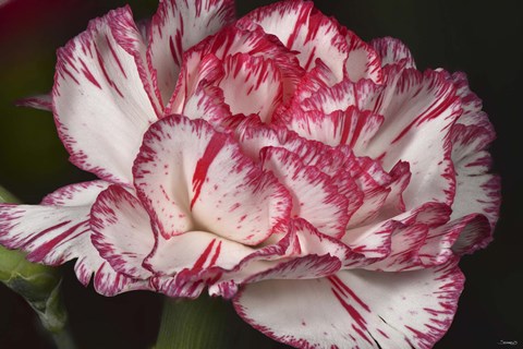 Framed Pink And White Carnation Print