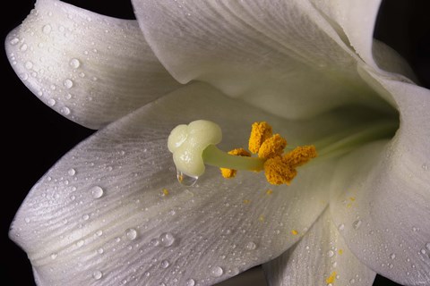 Framed White Lily Closeup Print