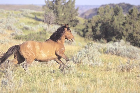 Framed Wild Horses 1 Print