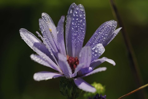Framed Purple Flower With Magenta Center Print