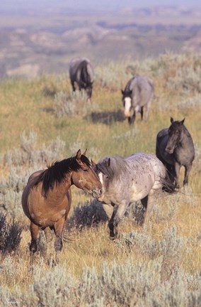 Framed Wild Horses13 Print