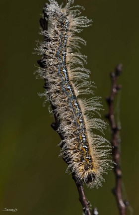 Framed Blue Caterpillar On Branch Print