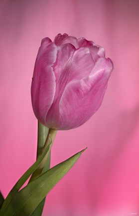 Framed Pink Tulip On Pink Print