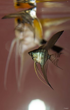 Framed Angel Fish VI Print