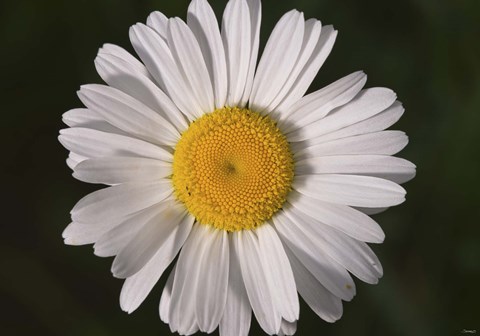 Framed North Shore White Gerber Daisy Print