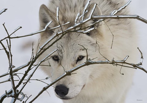 Framed Zoo Wolf 1 Print