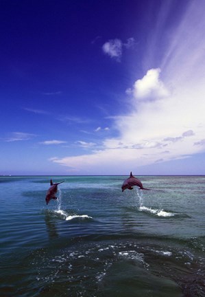 Framed Dolphin Blue Water Swim Jump Print