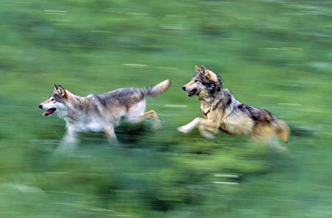 Framed Canine Chase Print