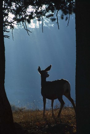 Framed Deer Silhouette Misty Scene Print