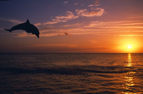 Framed Dolphin Sunset Jump Print