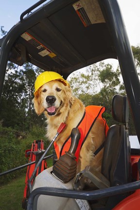 Framed Canine Construction II Print