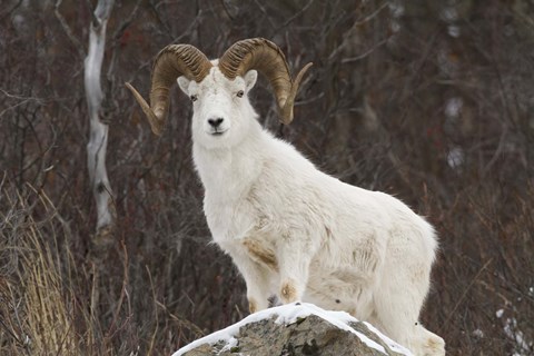 Framed White Ram Brown Horns I Print