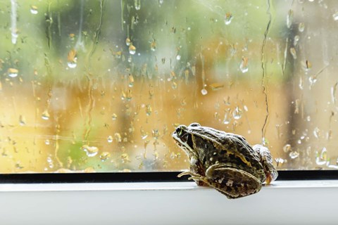 Framed Toad Rainy Day Print