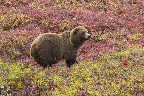 Framed Bear In Colored Field Print