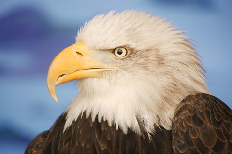 Framed Wise Bald Eagle Profile Print