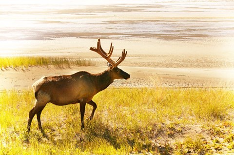 Framed Caribou In Yellow Field Print