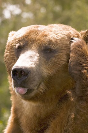 Framed Brown Bear Tongue Out Print