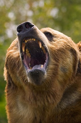 Framed Bear Yawn I Print