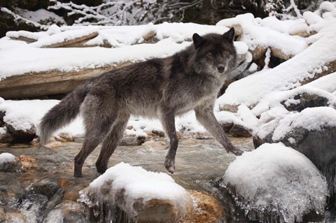 Framed Gray Wolf And Snow River Print