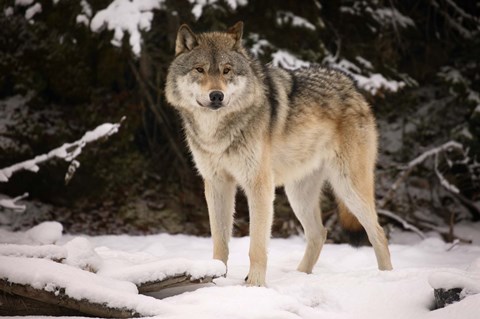 Framed Brown Wolf In Winter Print