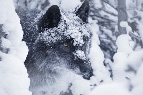 Framed Gray Wolf Under Winter Snow Print