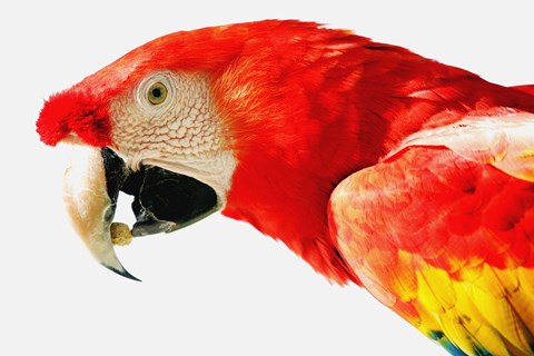 Framed Red Parrot Snack Print