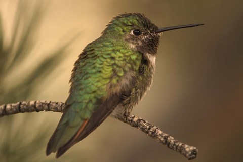 Framed Green Hummingbird On Branch Print