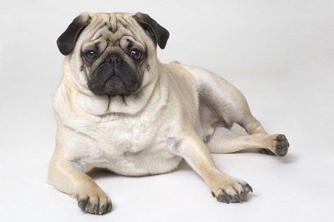 Framed Beige And Black Pug Resting Print