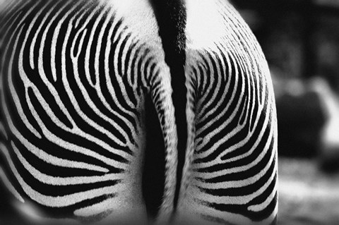 Framed Behind The Zebra Print