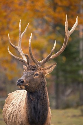 Framed Fall Deer Antlers Print