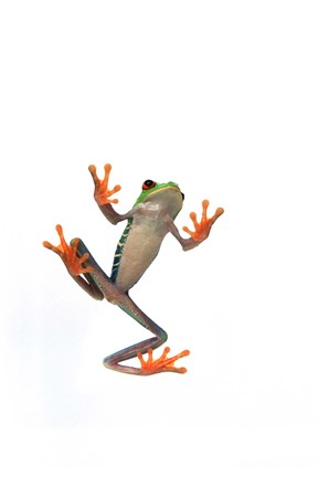 Framed Orange Footed Frog On White Print