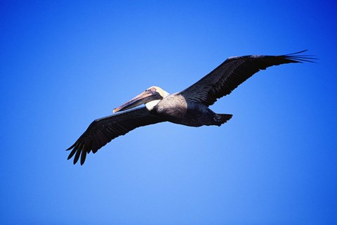 Framed Pelican Flying Blue Sky Print