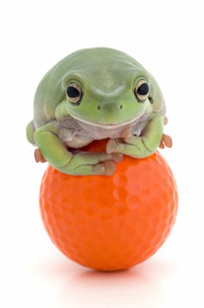 Framed Green Frog Orange Golf Ball II Print