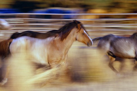 Framed Horses In Motion Print