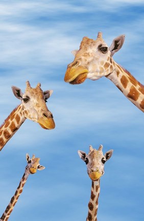 Framed Four Giraffes Print