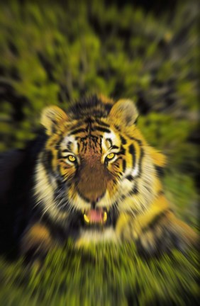 Framed Tiger In Motion Print
