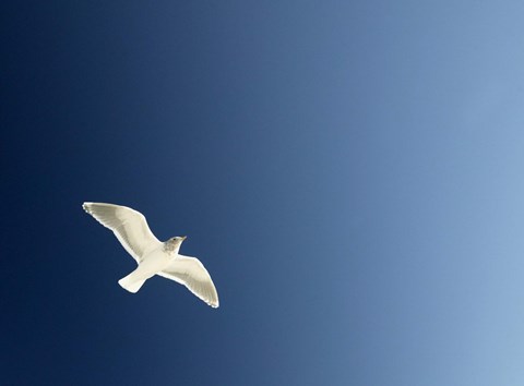 Framed White Dove Flying The Blue Sky Print