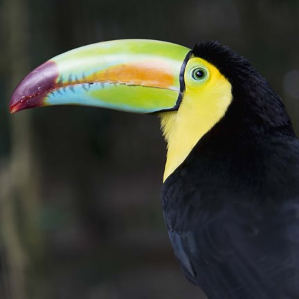 Framed Toucan Profile Print