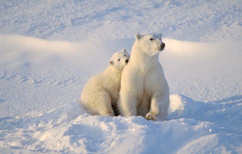 Framed Mother Polar Bear and Cub I Print